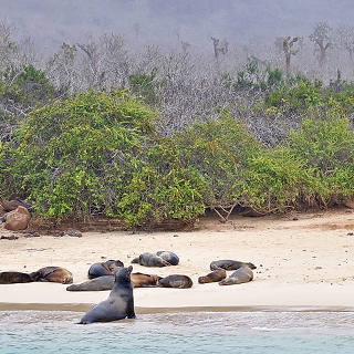 Galapagos - Santa Fe - Sea lions